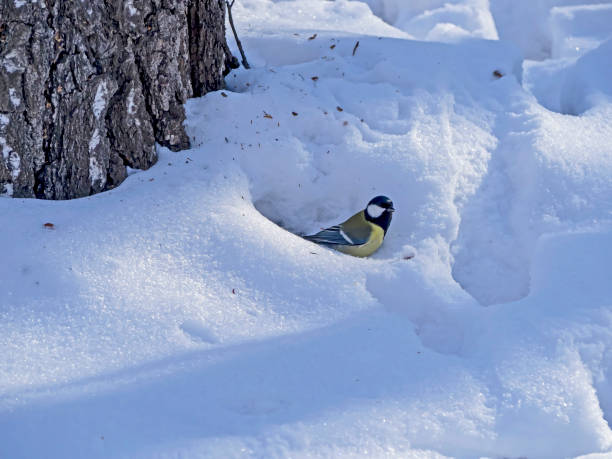 istock tit sits in the snow in winter 1400185157