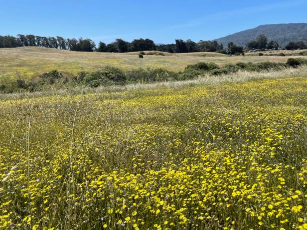 istock Yellow flowers all over the hillside 1400186048
