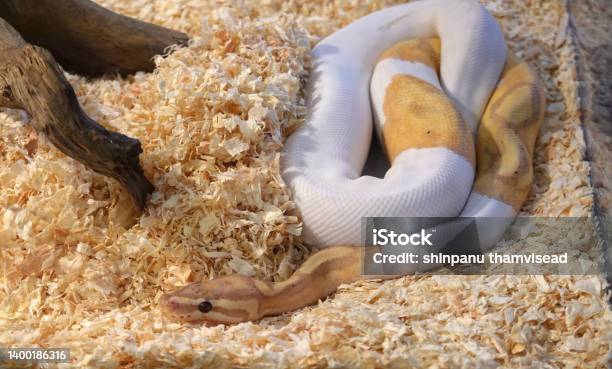 Python Hewan Ball Python Putih Dan Kuning Hewan Reptil Ular Kerajaan Foto Stok ...
