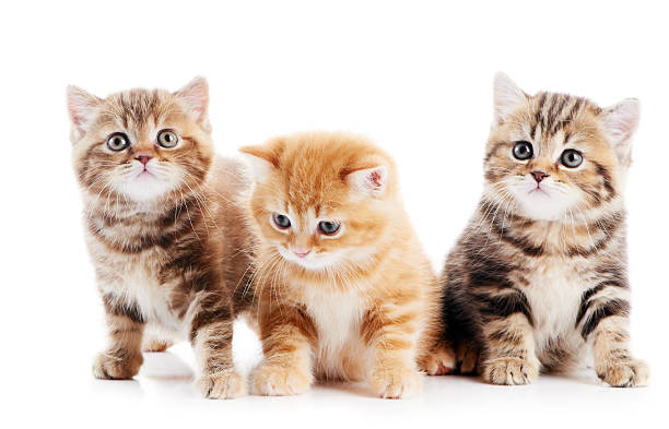 istock little british shorthair kittens cat 140018638