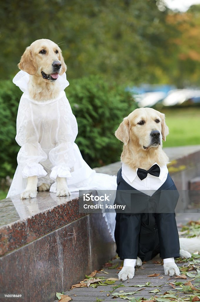 two golden retrievers dogs in clothing two golden retriever dogs  wedding clothing sitting outdoors Wedding Stock Photo