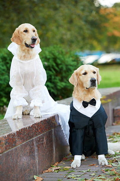 two golden retrievers dogs in clothing two golden retriever dogs  wedding clothing sitting outdoors tail coat photos stock pictures, royalty-free photos & images