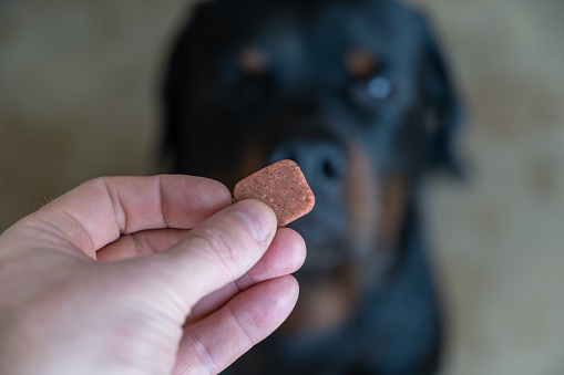 A man is holding a chewable flea and tick pill for pets. Veterinary drug for oral use without packaging. A large black dog is sitting in the background. Close-up. Selective focus. Inside the room.