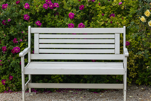 An empty white bench in front of blooming rose bushes