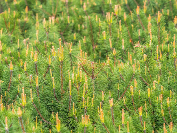 istock Green small pine trees with fresh shoots in spring or summer 1400188634