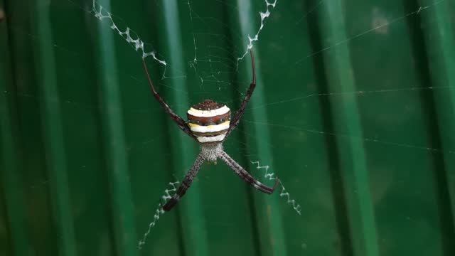 A spider on green background, a spider has taken close up, a live spider in nature.