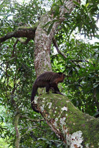 istock Monkey isolated high up in a tree in the forest 1400189894