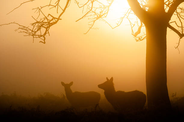 Two Red Deer ewes in the early morning mist in a London Park stock photo