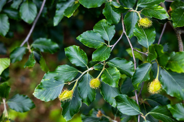 junge behaarte buchennüsse sind bereits auf den zweigen der europäischen buche (fagus sylvatica) aufgetaucht. der zustand der natur im späten frühling und frühsommer in den europäischen wäldern. lviv region in ukraine. - buche samen stock-fotos und bilder