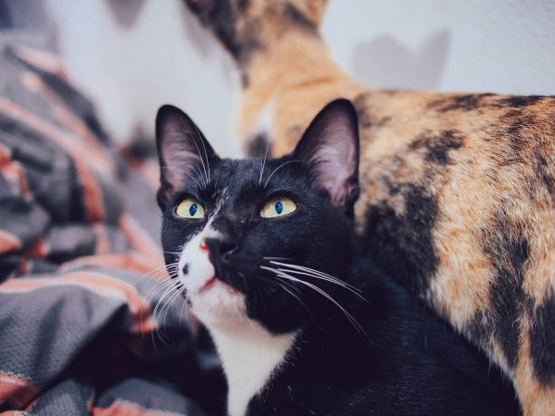 istock cute cat playing in bedroom 1400195044