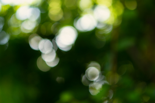 Blurry abstract green tree background. Beautiful bokeh foliage in bright sunlight. Conceptual natural light and shadow design. The concept of summer, freshness, beauty. Eco-friendly soft background