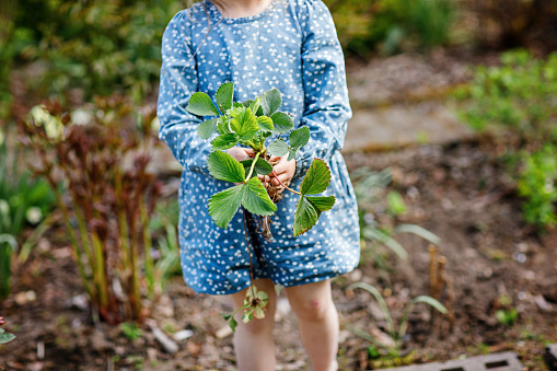 Happy preschool girl planting strawberry seedlings plants in spring. Little helper in garden. Child learn gardening and helping. Domestic regional berry, food.