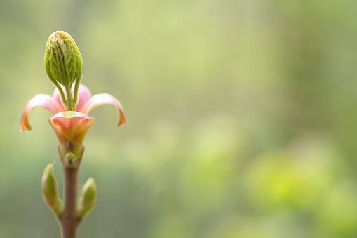 Closeup of nature in springtime in Scandinavia. Ready for presentation material.