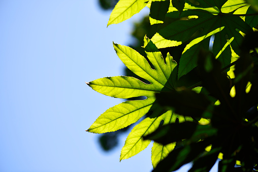 Backlit of fresh green leaves in springtime with copy space.