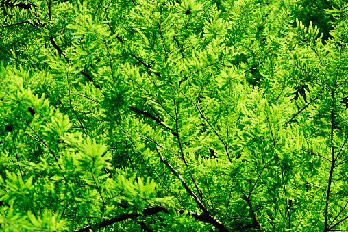 Close-up of Bald cypress trees leaves in springtime.