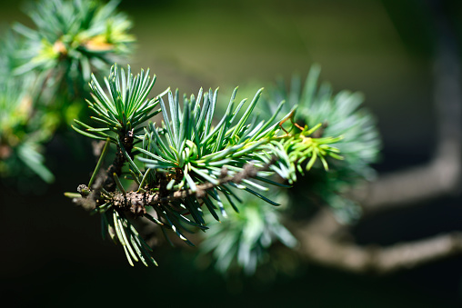 Extreme close-up of Cedar branch with shallow depth of field.