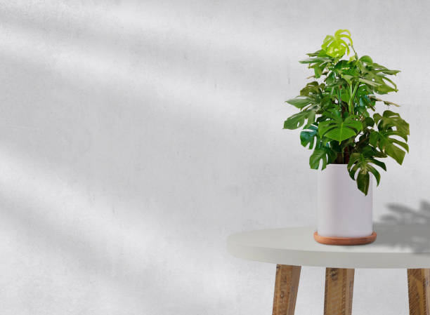istock monstera tree potted indoor plant on white table 1400196704