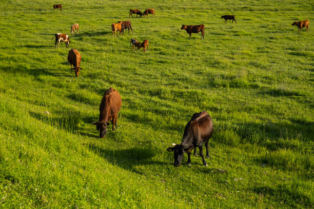 krowy pasą zieloną trawę. - 3885 zdjęcia i obrazy z banku zdjęć