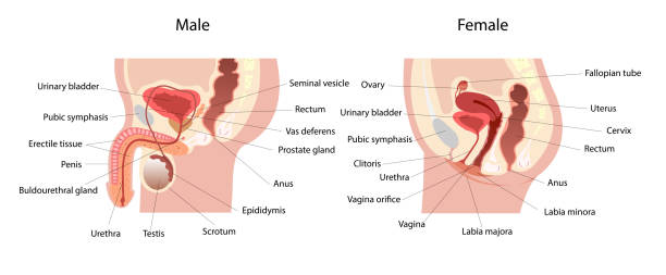 Male and female reproductive system median section with main parts labeled. Anatomy of the human body. "r"nBiology education concept. Lateral views. Vector Illustration Male and female reproductive system median section with main parts labeled. Anatomy of the human body. "r"nBiology education concept. Lateral views. Vector Illustration women private part stock illustrations