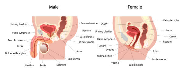 Male and female reproductive system median section with main parts labeled. Anatomy of the human body. "r"nBiology education concept. Lateral views. Vector Illustration Male and female reproductive system median section with main parts labeled. Anatomy of the human body. "r"nBiology education concept. Lateral views. Vector Illustration male reproductive system cross section stock illustrations