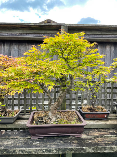 imagem de close-up de grande estilo aglomerado, árvore de bonsai japonesa maple (acer palmatum) exibida ao ar livre em prateleira de madeira no berçário do centro de jardim, foco em primeiro plano - maple leaf green outdoors - fotografias e filmes do acervo