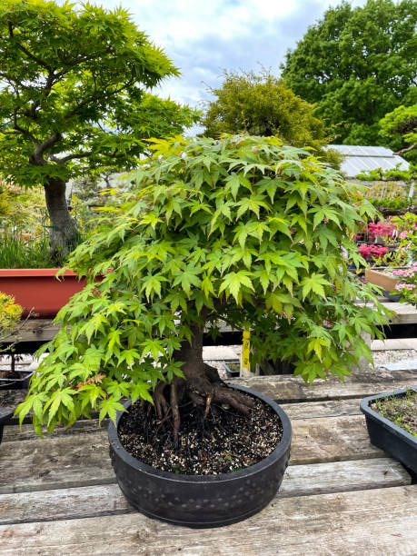 imagem de close-up de grande árvore de bonsai japonesa maple (acer palmatum) em panela de tambor exibida ao ar livre em prateleira de madeira no berçário do centro de jardim, foco em primeiro plano - maple leaf green outdoors - fotografias e filmes do acervo