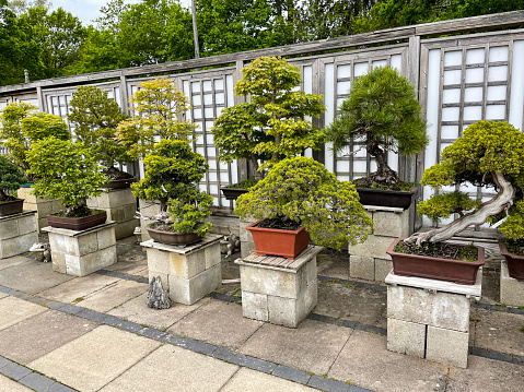 Stock photo showing close-up view of bonsai trees displayed on cement block plinths in outdoor bonsai nursery garden centre paved courtyard.