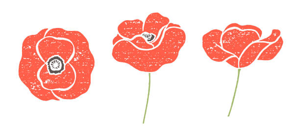 ilustrações, clipart, desenhos animados e ícones de flores de papoula vermelha com textura granulada - poppy corn poppy remembrance day single flower