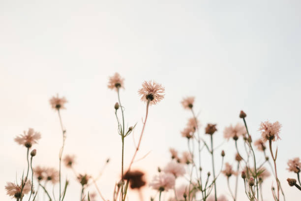 Image of swaying flowers