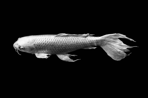 istock white butterfly koi fish on black background peace calm zen art 1400201454