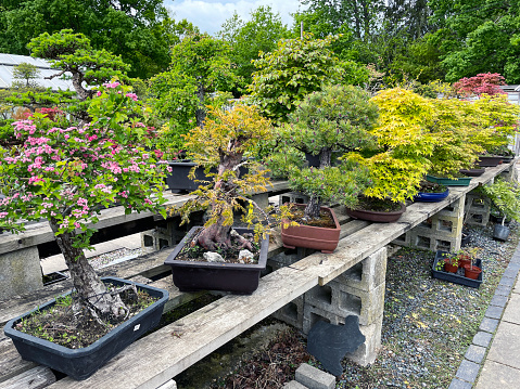 Stock photo showing a selection of Spring foliage colour bonsai trees that are displayed on rows of tiered, wooden shelves outdoors. These miniature trees are being offered for sale at a bonsai nursery / garden centre.