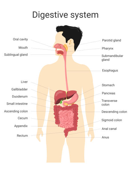 Digestive system of human with  labels. Anatomy and physiology of the human body. Biology  and medical education concept. Vector Illustration Digestive system of human with  labels. Anatomy and physiology of the human body. Biology  and medical education concept. Vector Illustration abdominal cavity stock illustrations