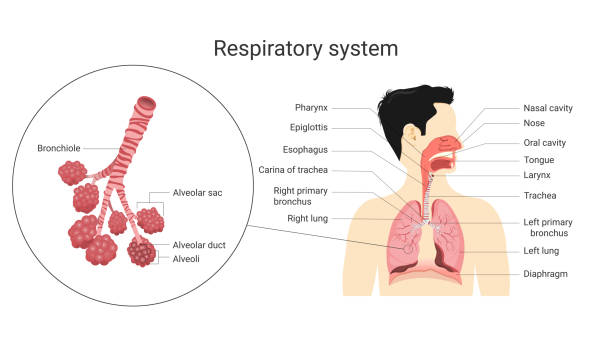 Respiratory system. Anatomy and physiology of the human body. Biology education concept. Vector Illustration Respiratory system. Anatomy and physiology of the human body. Biology education concept. Vector Illustration alveolus stock illustrations