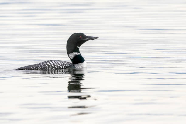 istock common loon swimming in water 1400204097