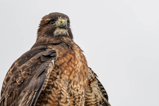 istock closeup of Red-tailed hawk, Coquitlam, BC, Canada 1400204101