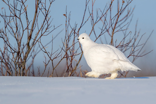 Willow Ptarmigan (Lagopus lagopus), walking in snow on tundra, Churchill, Manitoba, Canada.