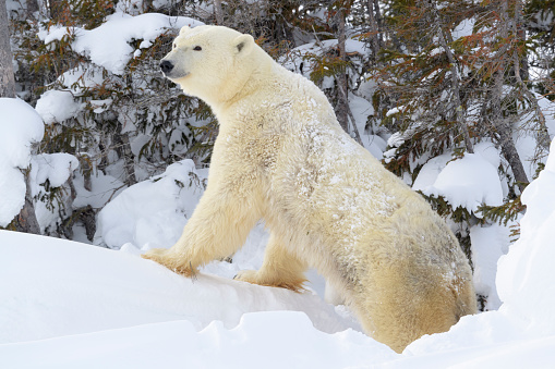 Polar bear mother (Ursus maritimus) standing in front of den, Wapusk National Park, Manitoba, Canada.