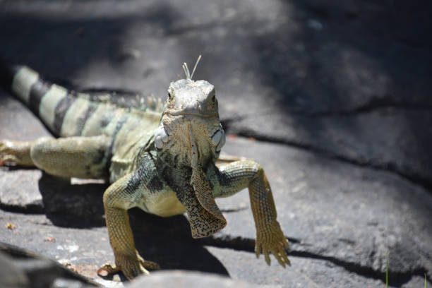 istock Fantastic Close Up Look at a Large Iguana 1400205794