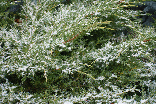 Thin cover of snow on evergreen foliage of juniper in mid December