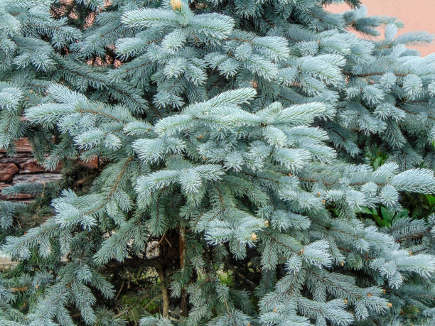 Colorado Blue Spruce - closeup view Colorado Blue Spruce - closeup view picea pungens stock pictures, royalty-free photos & images