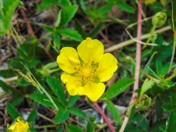 istock Creeping Cinquefoil (Potentilla reptans) flower in Romania 1400208576