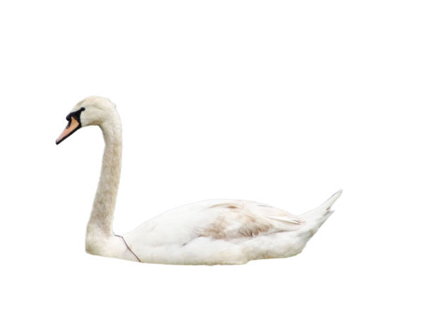 istock beautiful swan isolated on white background 1400208616