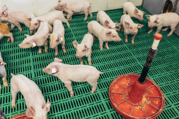 A small piglet in the farm. Swine in a stall.
