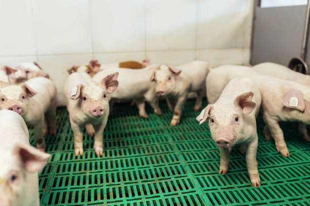 маленький поросенок на ферме. свиньи в стойле. - farmer pig domestic pig farm стоковые фото и изображения