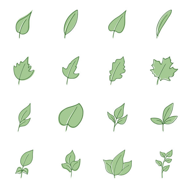blattsymbole im flachen stil, isoliert auf weißem hintergrund - maple leaf maple leaf green stock-grafiken, -clipart, -cartoons und -symbole