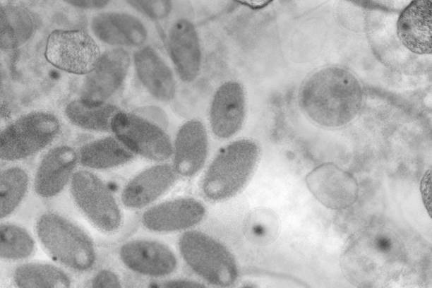 Microscope image of an infectious virus. Symbolic illustration of infectious viruses under the microscope, for example influenza viruses, smallpox, measles or similar. Medical research and investigation of diseases and healthcare concept. variola major stock pictures, royalty-free photos & images