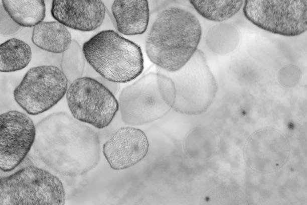 Microscope image of an infectious virus. Symbolic illustration of infectious viruses under the microscope, for example influenza viruses, smallpox, measles or similar. Medical research and investigation of diseases and healthcare concept. measles stock pictures, royalty-free photos & images
