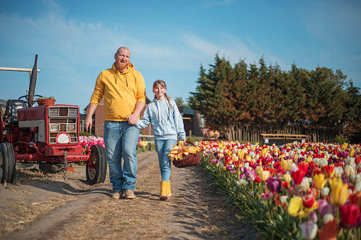 Handsome redhead farmer enjoying some free time with his daughter in a colourful field of tulips on a lovely summer's day