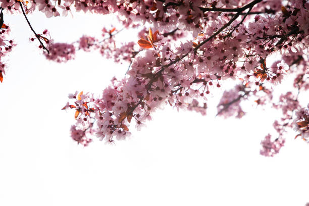 istock Blooming branches of pink cherry on a light background, selective focus 1400211231