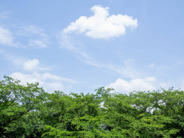 istock Sunny sky and lush leaves of trees 1400213357